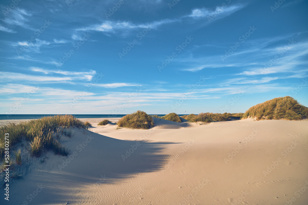 Sand and beach gras and dunes in northern Denmark. High quality photo