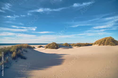 Fototapeta Naklejka Na Ścianę i Meble -  Sand and beach gras and dunes in northern Denmark. High quality photo