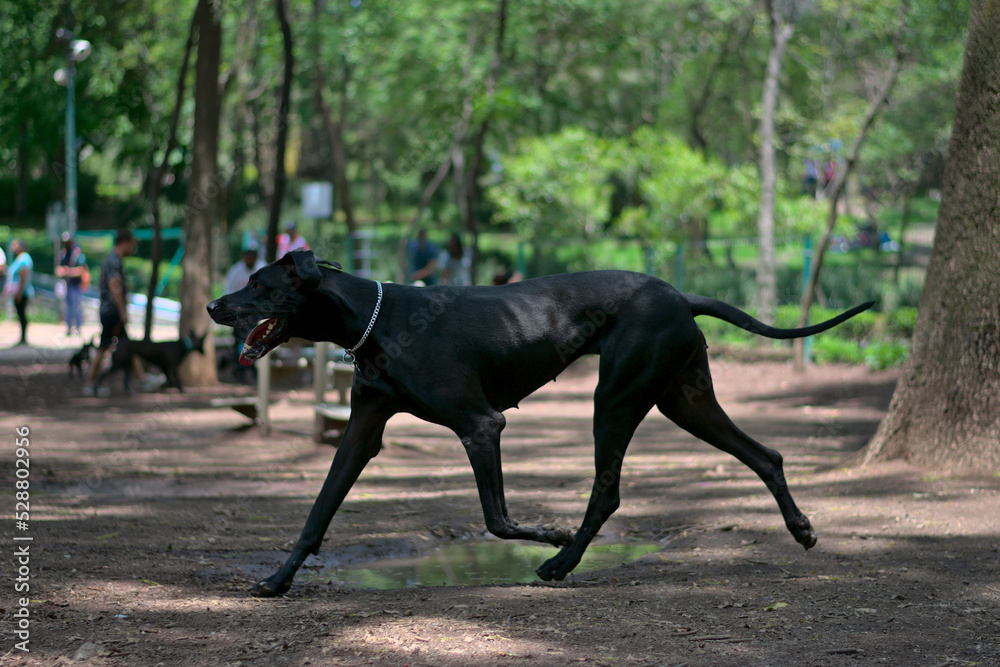 Canis panther dog walking inside a park Canis panther dog walking inside a park
