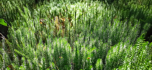 cypress-leaved plait moss closeup. Hypnum cupressiforme photo
