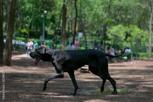 72 / 5.000Resultados de traducciónCanis panther dog with chain on the neck inside a parkCanis panther dog with chain on the neck inside a park photo