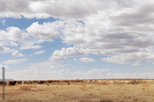New Mexico Cattle Gathering