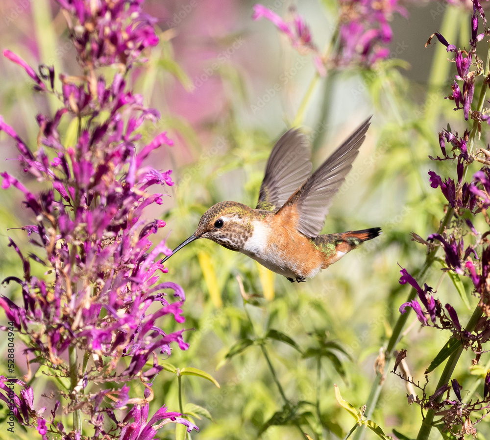 hummingbird