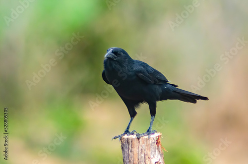 black bird  photo