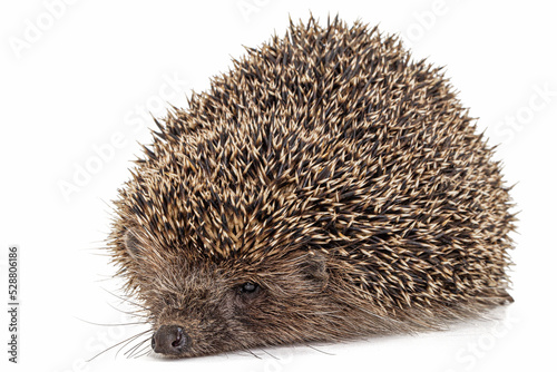 Common hedgehog, or European hedgehog, also known as the West European hedgehog, lat. Erinaceus europaeus, isolated on white background