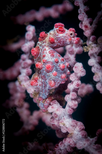 Underwater macro life in the Lembeh Straits of Indonesia - pygmy seahorse  hippocampus bargibanti 
