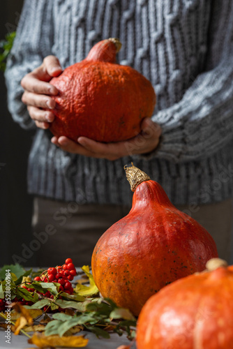 woman in gray holds orange ripe pumpkins in her hands. Halloween and All Saints' Day celebrations, autumn holidays. a children's holiday of fear and horror, cooking pumpkin is an eco-friendly food for