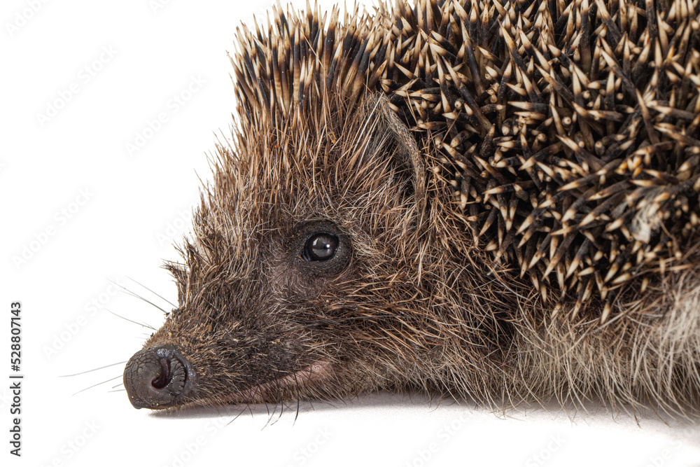 Obraz premium Common hedgehog, or European hedgehog, also known as the West European hedgehog, lat. Erinaceus europaeus, isolated on white background