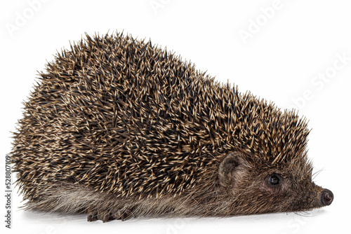 Common hedgehog, or European hedgehog, also known as the West European hedgehog, lat. Erinaceus europaeus, isolated on white background