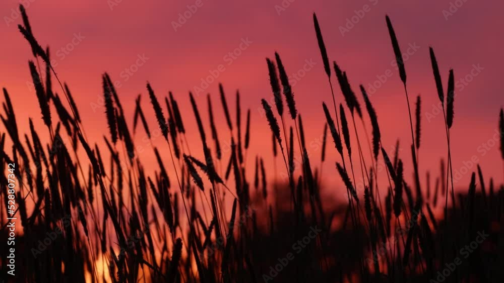 Flowering Hay plants during a colorful sunset on an Estonian meadow on a summer evening Flowering Hay plants during a colorful sunset on an Estonian meadow on a summer evening