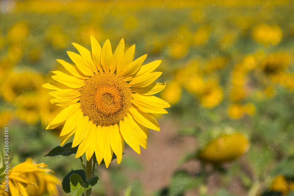 Sunflower in the abundance field with blue bright sky background
Sunflower in the abundance field with blue bright sky background
