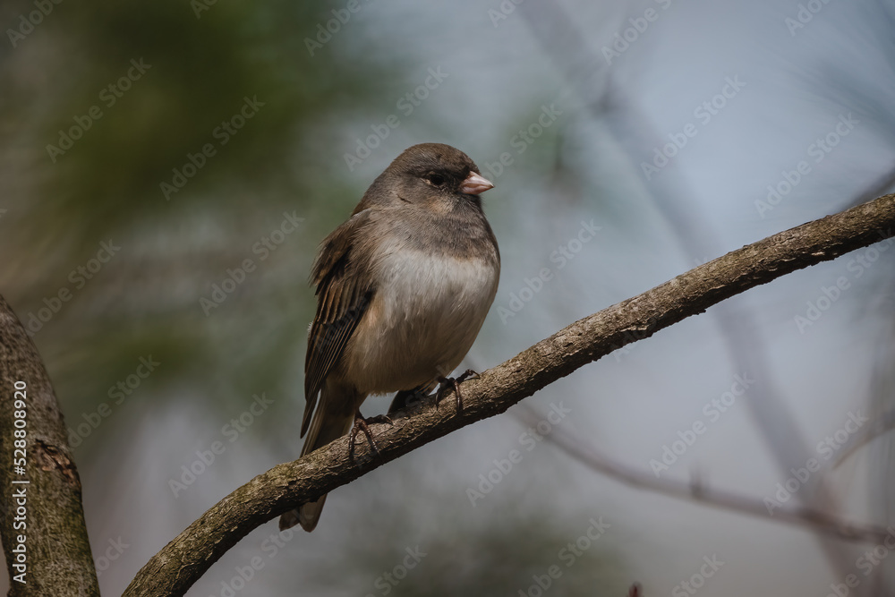 Fototapeta premium A Dark-eyed Junco in Spring