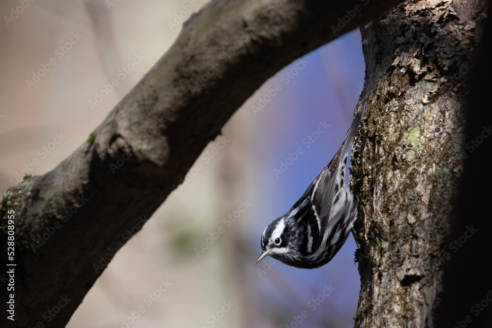 Black and White Warbler Clinging to Tree