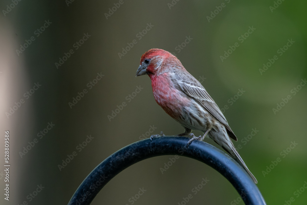 House Finch House Finch