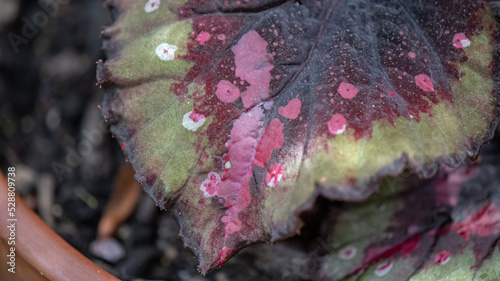 Rex Begonia Foliage Close-up