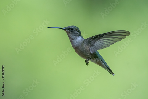 Ruby-throated Hummingbird in flight.