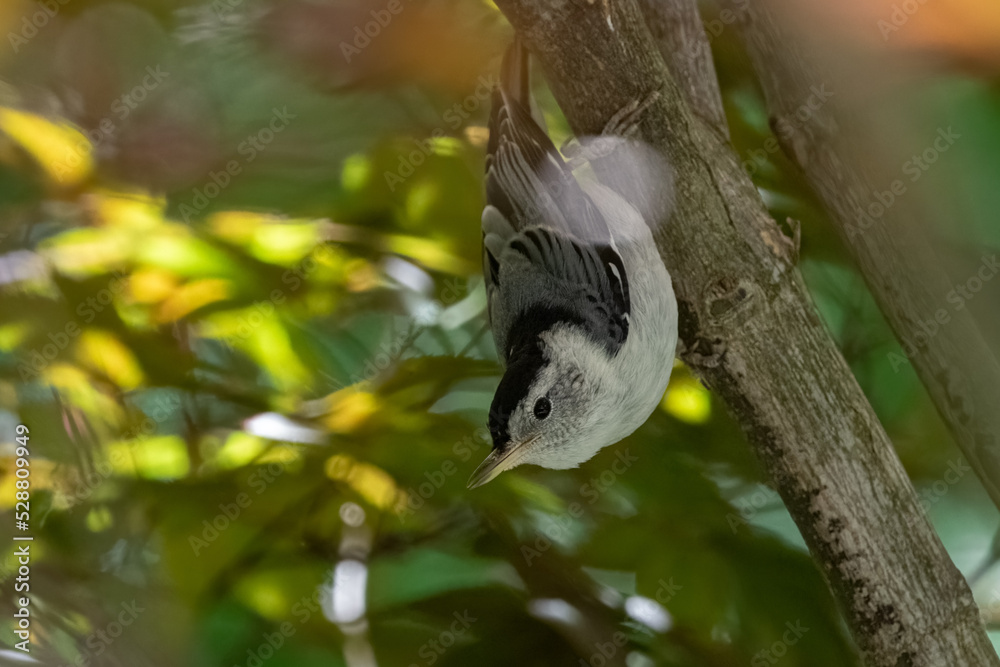 Obraz premium White-breasted Nuthatch