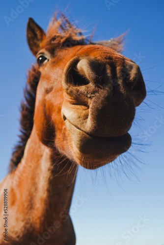 Head of a Funny Brown Horse Smiling Close up with Blue Sky Background 