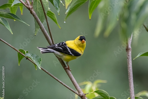 American Goldfinch.