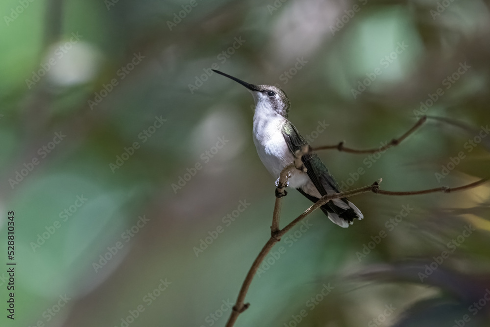 Naklejka premium Ruby-throated Hummingbird
