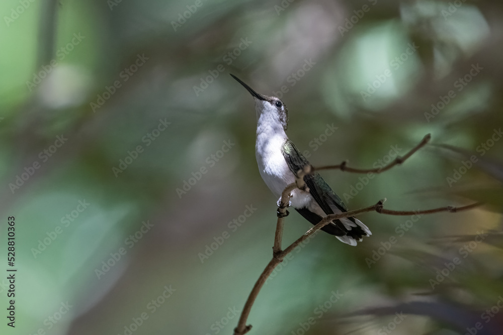 Fototapeta premium Ruby-throated Hummingbird