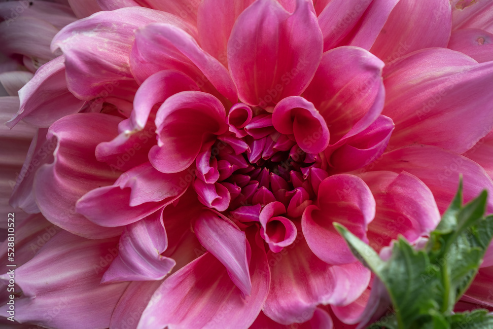 Dahlia Close-up Dahlia Close-up