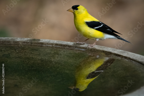 Male Goldfinch Birth Bath Reflection