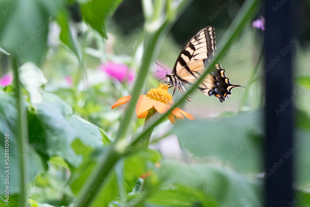 Tiger Swallowtail Butterfly on Mexican Sunflower Tiger Swallowtail Butterfly on Mexican Sunflower