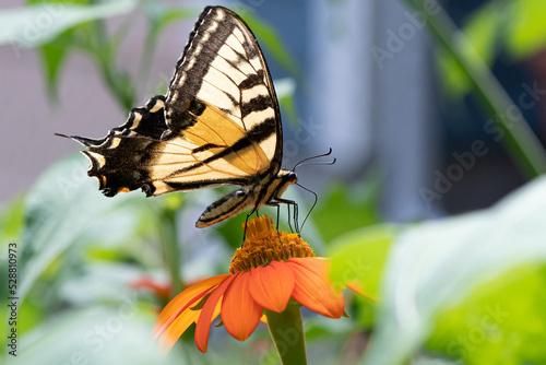 Tiger Swallowtail Butterfly on Mexican Sunflower photo