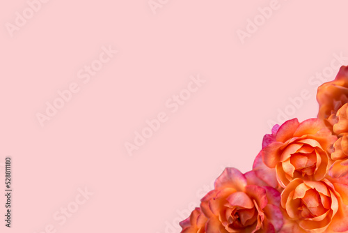 Marco de rosas sobre esquina inferior derecha sobre fondo rosado con espacio para publicidad. Concepto Primavera y amor. Copie espacio.  Tarjeta de regalos.