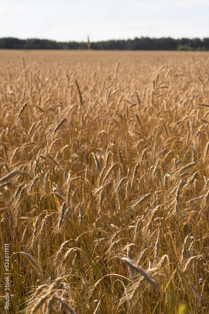 Cereal field on a sunny summer day. Wheat field. Cereal field on a sunny summer day. Wheat field.