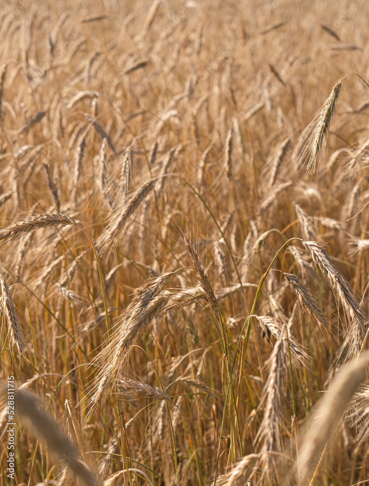 Fototapeta premium Cereal field on a sunny summer day. Wheat field.