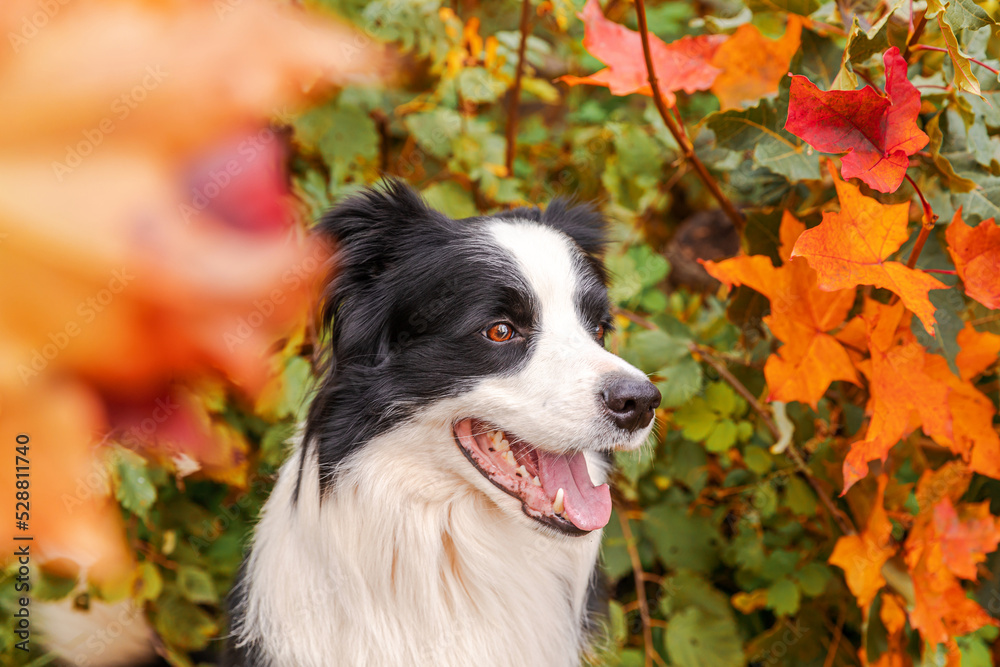 Funny smiling puppy dog border collie sitting on fall colorful foliage background in park outdoor. Dog on walking in autumn day. Hello Autumn cold weather concept Funny smiling puppy dog border collie sitting on fall colorful foliage background in park outdoor. Dog on walking in autumn day. Hello Autumn cold weather concept