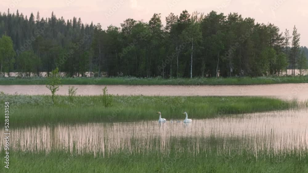 Whooper swan family in a lake environment during a beautiful and calm summer evening in Northern Finland Whooper swan family in a lake environment during a beautiful and calm summer evening in Northern Finland