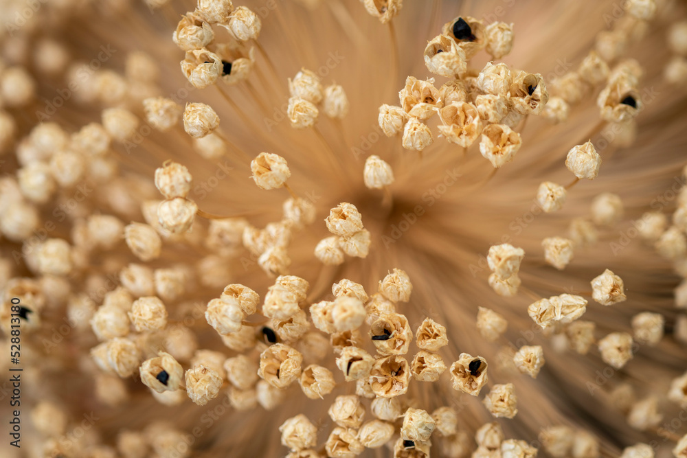 small dried flowers small dried flowers