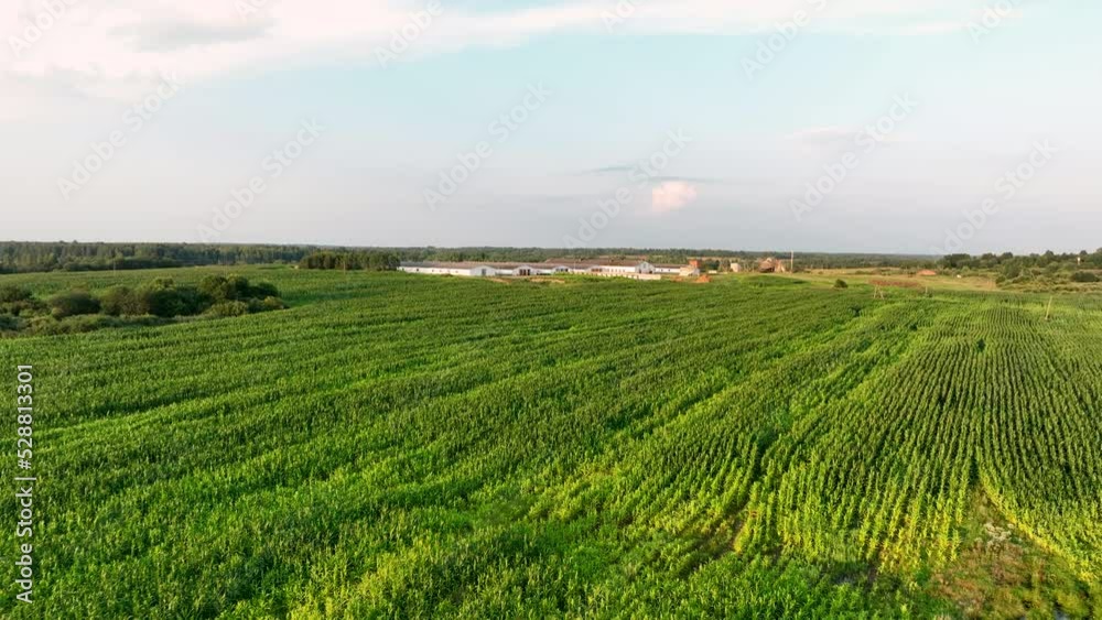 Field at farm. Farm buildings at corn field, aerial view. Cowshed with cows and pigs in rural. Milk production and Animal husbandry. Cow Dairy and Farm animals. Farm of cattle. Rural landscape. Field at farm. Farm buildings at corn field, aerial view. Cowshed with cows and pigs in rural. Milk production and Animal husbandry. Cow Dairy and Farm animals. Farm of cattle. Rural landscape.