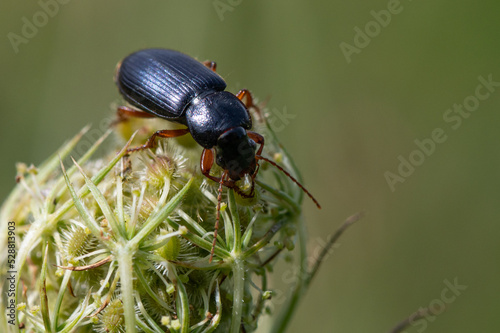 Pseudoophonus rufipes - Harpalus rufipes - Ophonus rufipes - Ground beetle - Carabe - Ophone à pattes rousses photo