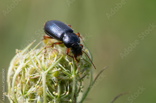 Pseudoophonus rufipes - Harpalus rufipes - Ophonus rufipes - Ground beetle - Carabe - Ophone à pattes rousses photo