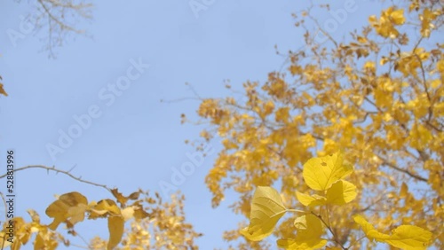 Autumn yellow leaves with blue sky for web and media photo