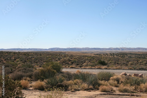 vegetations in a desert