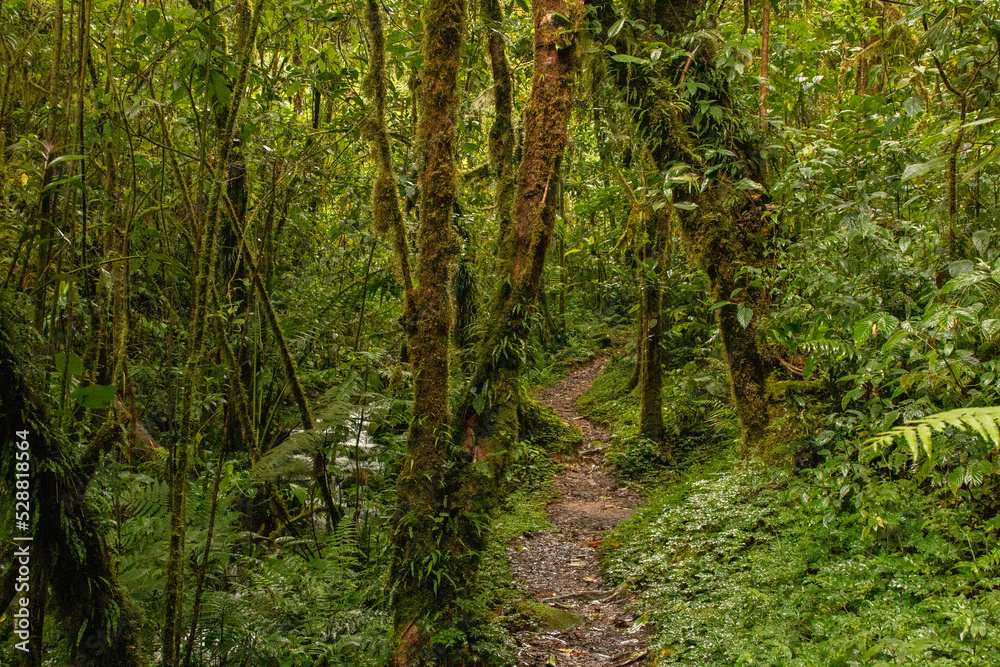 Cloud forest of costa rica close to quetzal national park