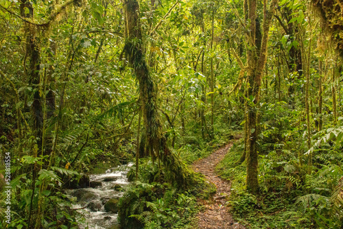 Cloud forest of costa rica close to quetzal national park