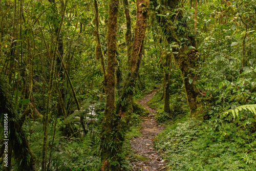 Cloud forest of costa rica close to quetzal national park © Miguel