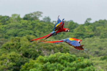 Wildlife of Corcovado in Costa Rica: two colourful scarlet macaws flying by in fron of green background