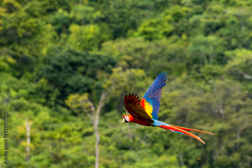 Macaw: scarlet macaw of costa rica flying in the rainforest green background © Miguel