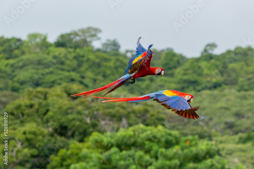 Wildlife of Corcovado in Costa Rica: two colourful scarlet macaws flying by in fron of green background photo