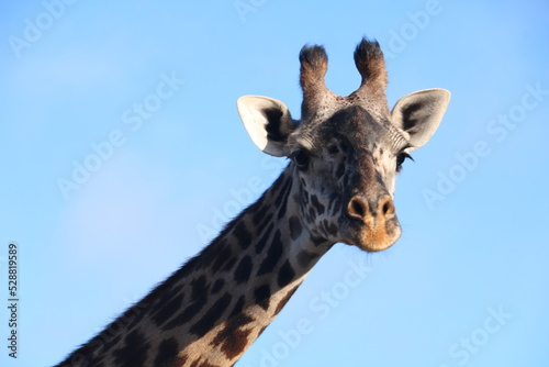 giraffe © Quang