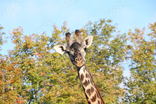 Canvas Print giraffe