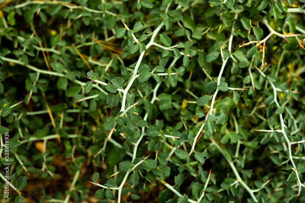 Thick Green Thorns Growing Along Trail Thick Green Thorns Growing Along Trail