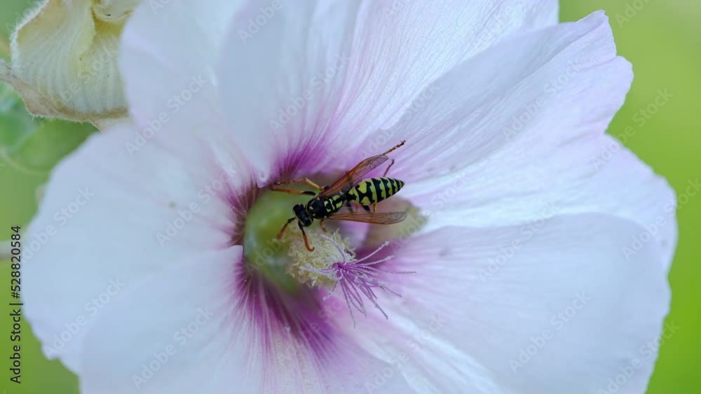 Wasp crawling on hollyhock flower searching for food. Wasp crawling on hollyhock flower searching for food.